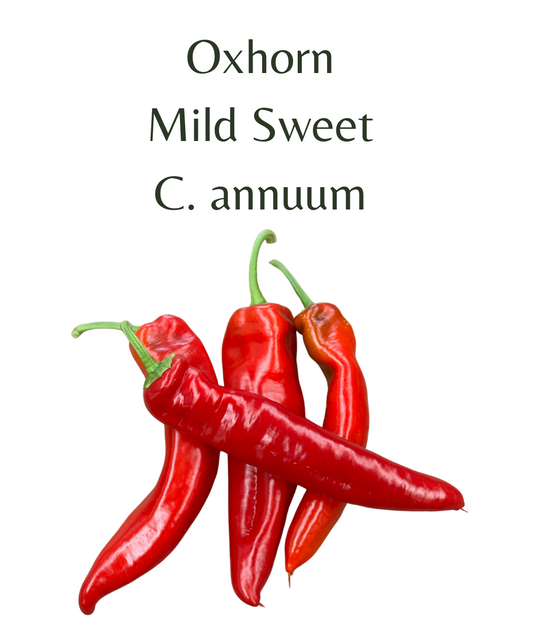 Oxhorn Chilli Seeds (10 seeds) - Rasmussen Gardens