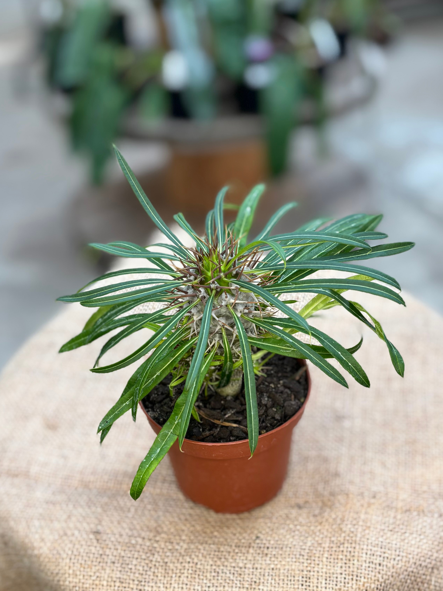 Pachypodium_sp_Madagascar_Palm_plant_in_10_cm_pot