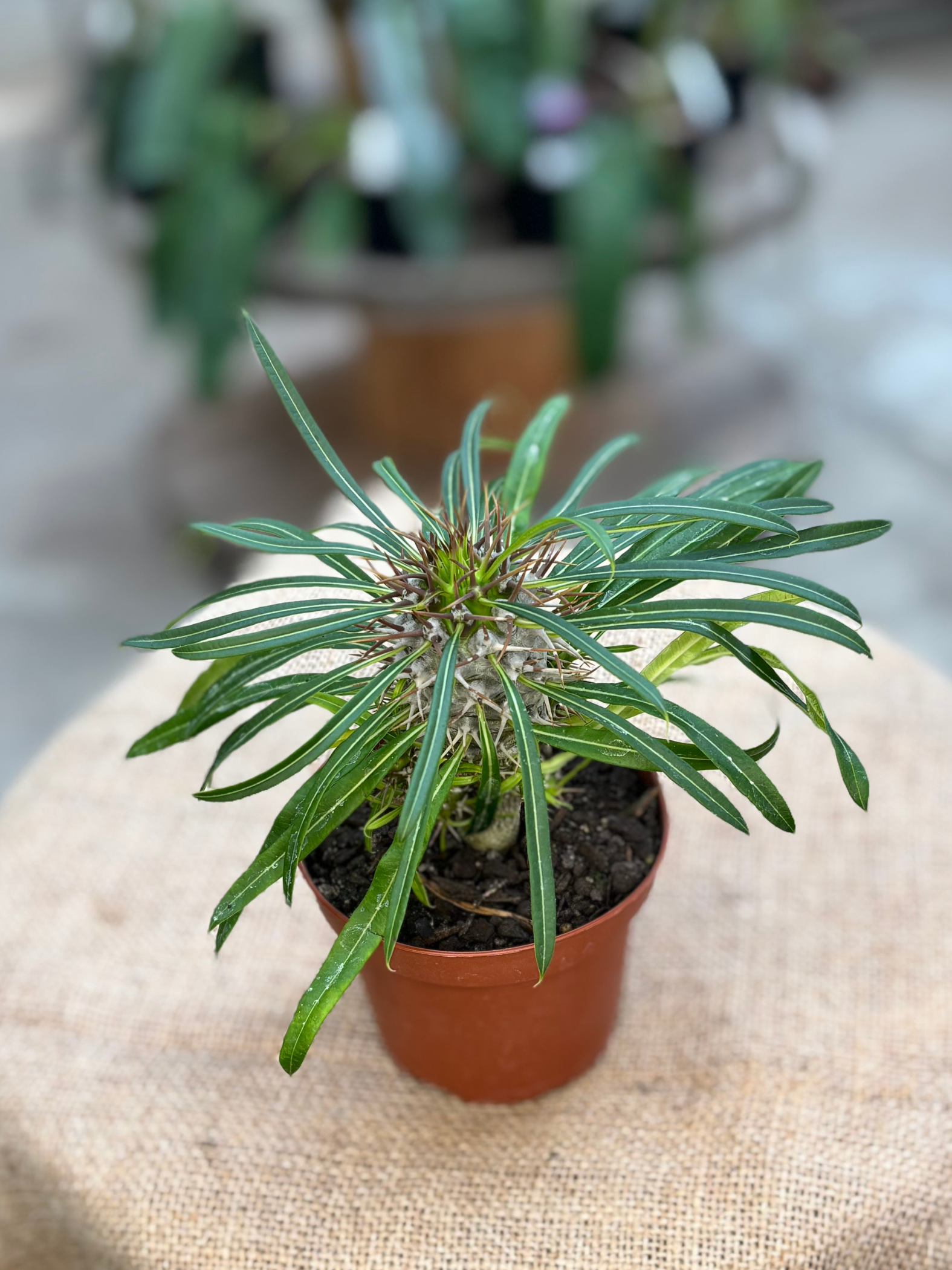 Pachypodium_sp_Madagascar_Palm_plant_in_10_cm_pot