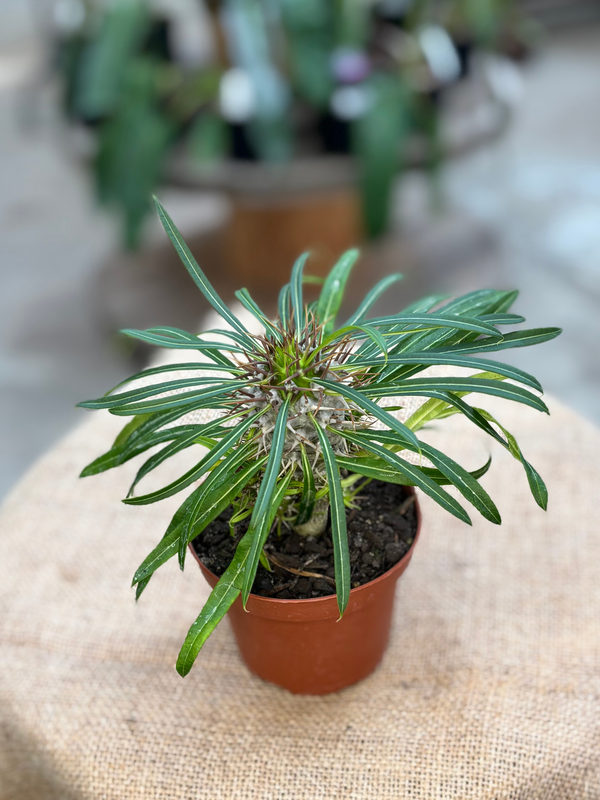 Pachypodium sp. 'Madagascar Palm' plant in 10 cm pot – Rasmussen Gardens