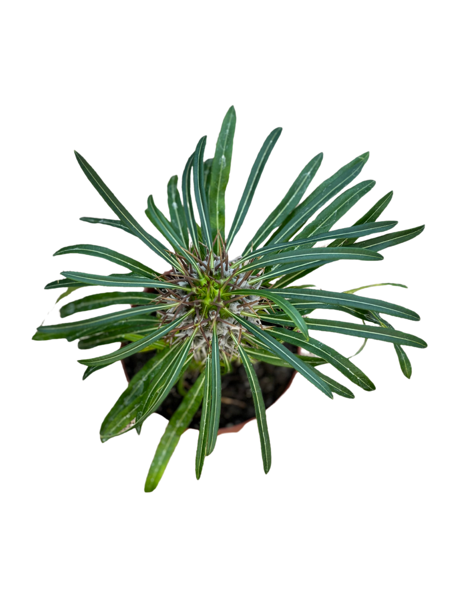 Pachypodium_sp_Madagascar_Palm_plant_in_10_cm_pot