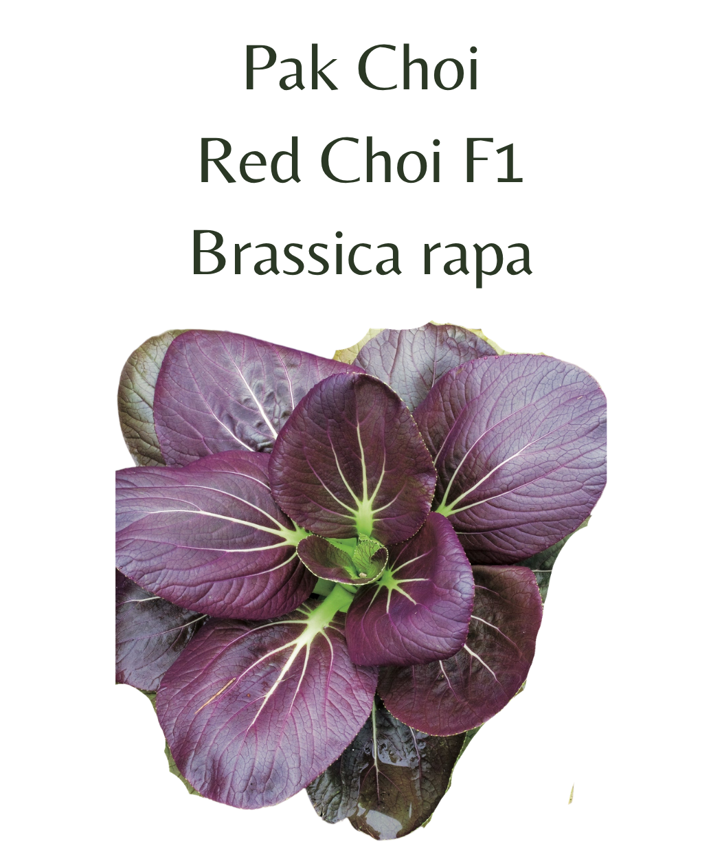 Pak_Choi_-_Red_Choi_F1_150_seeds