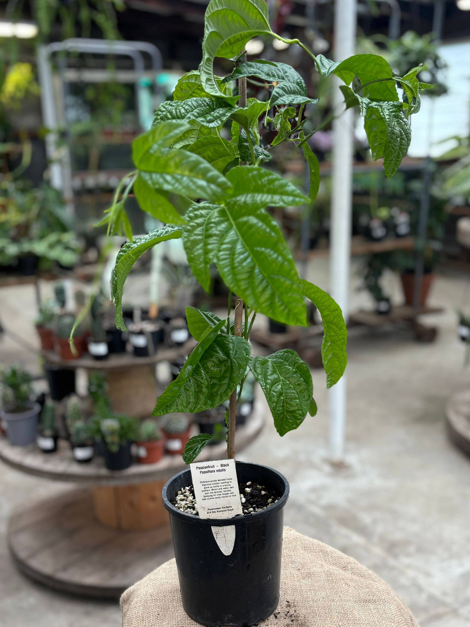 Passion_Fruit_-_Black_in_pot