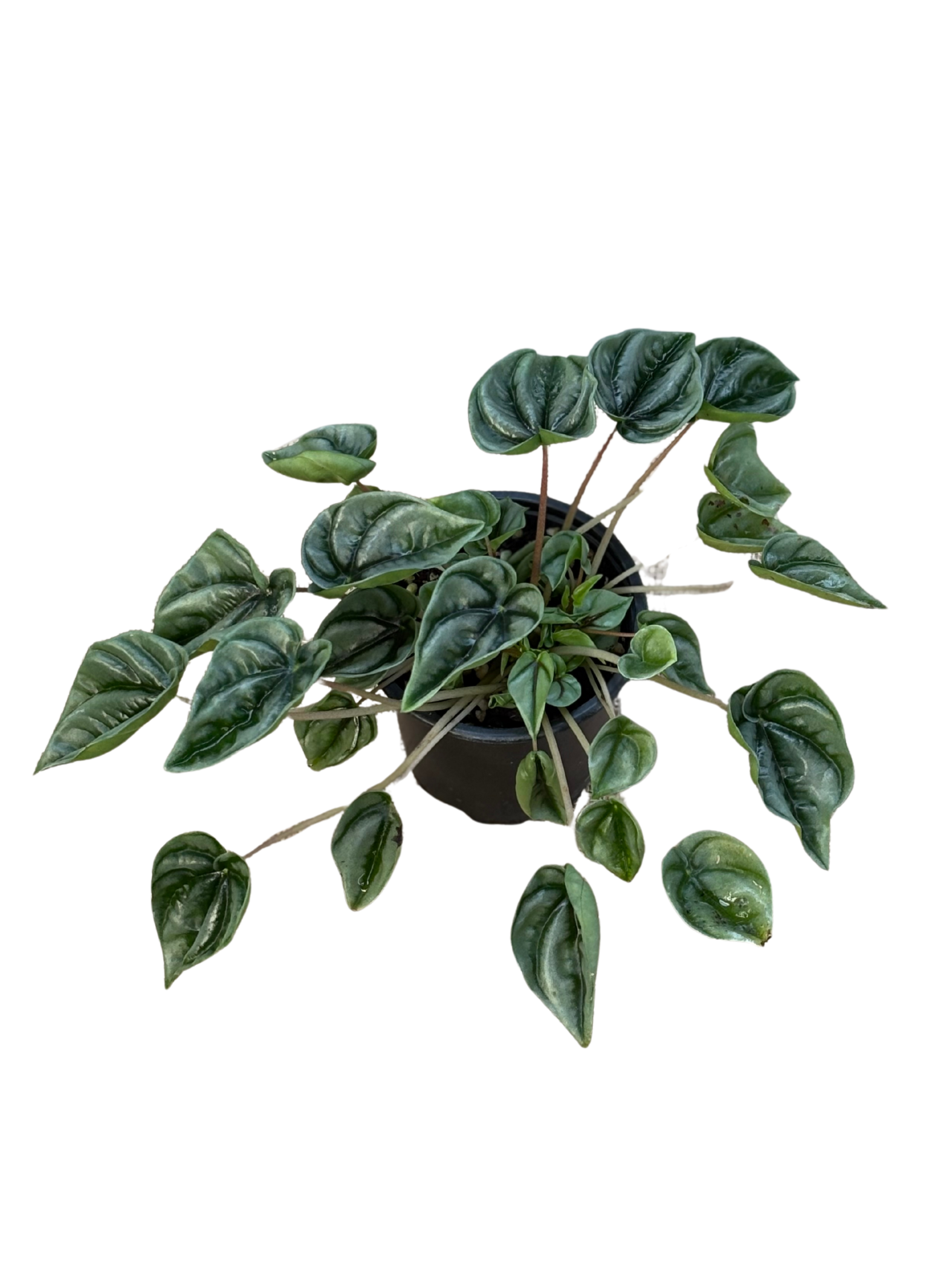 Peperomia_Wavy_Gravy_plant_in_10_cm_pot