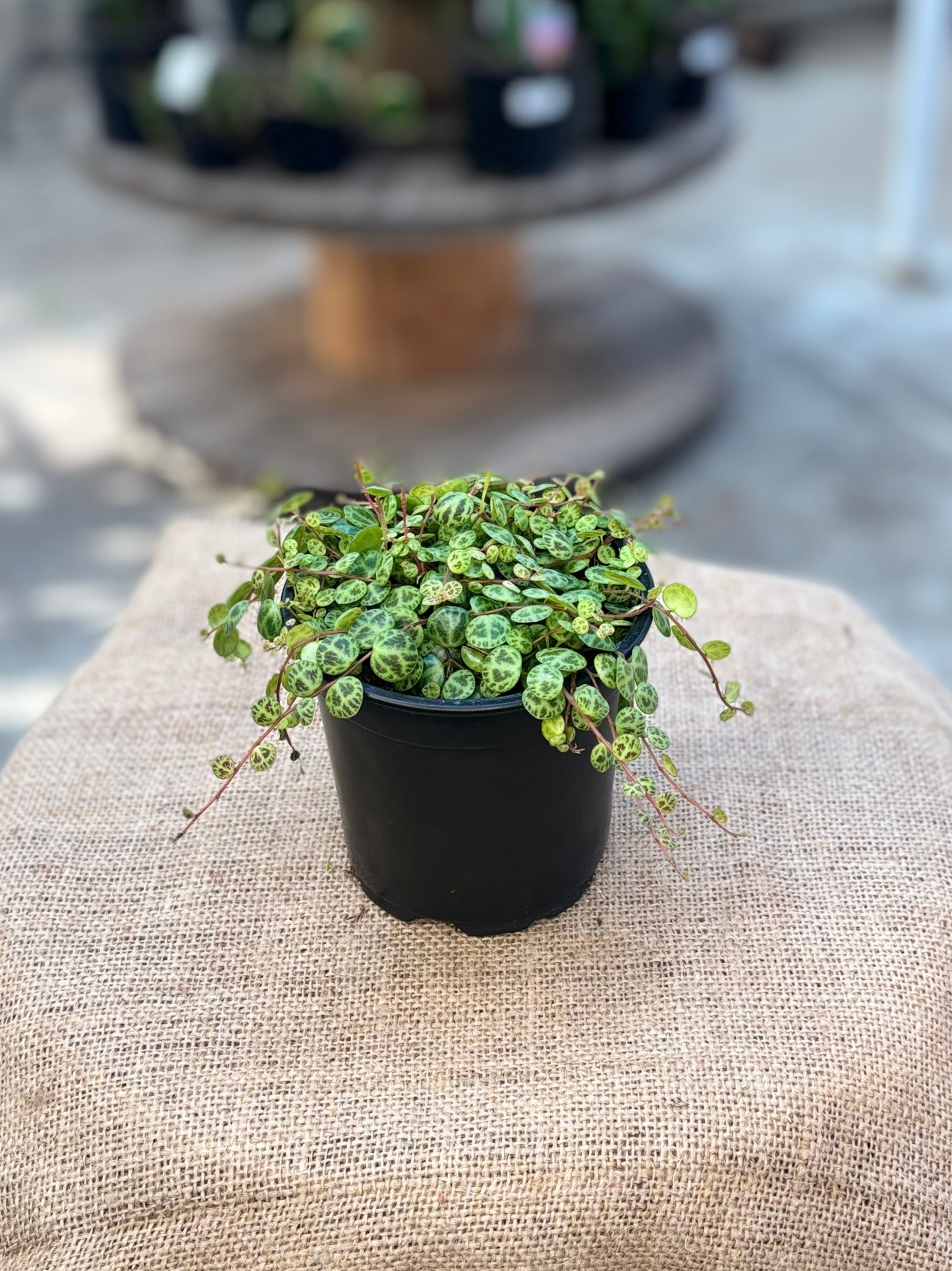 Peperomia_prostrata_String_of_Turtles_in_12_cm_pot