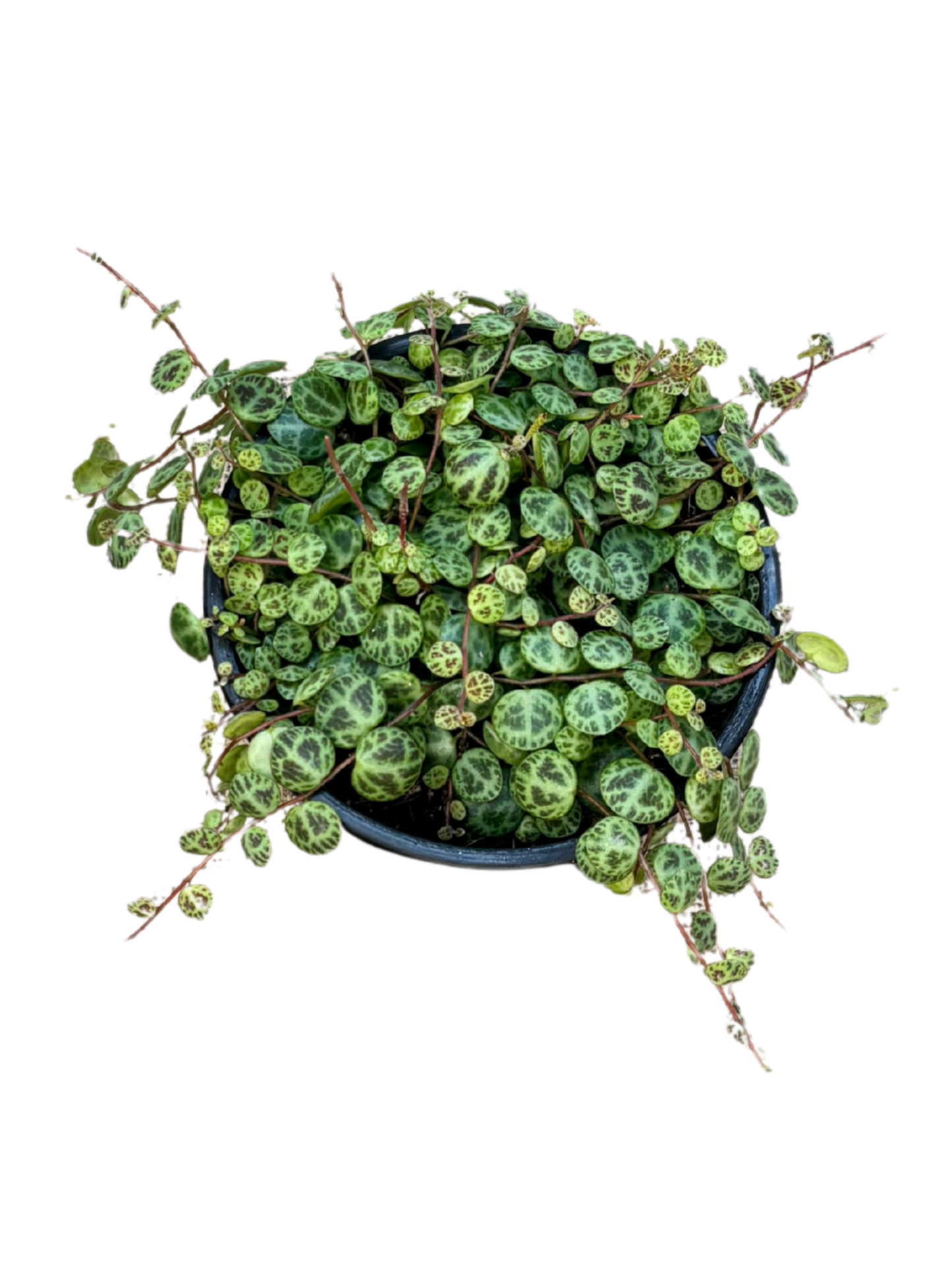Peperomia_prostrata_String_of_Turtles_in_12_cm_pot