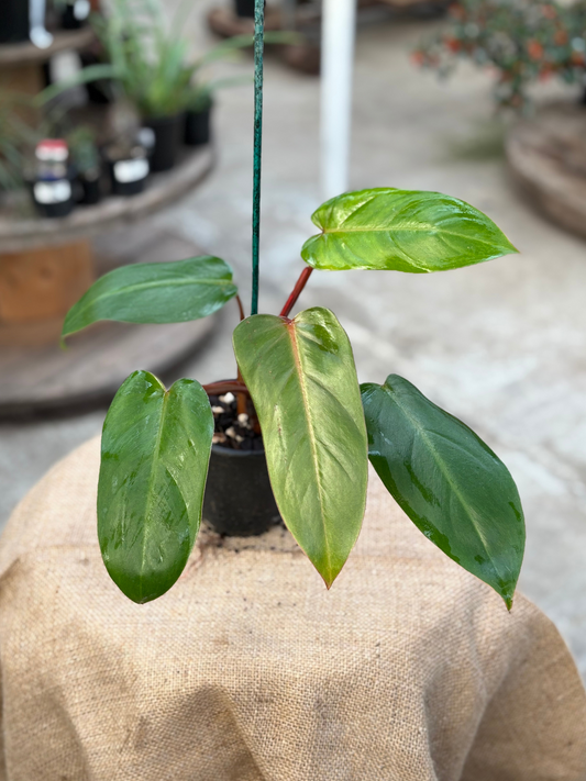Philodendron ‘Anderson’s Red’ in 10 cm pot