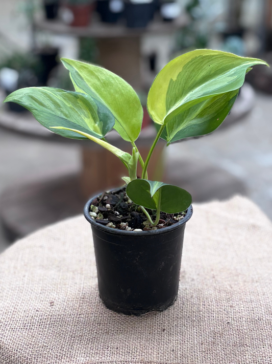 Philodendron_Brasil_plant_in_10_cm_pot