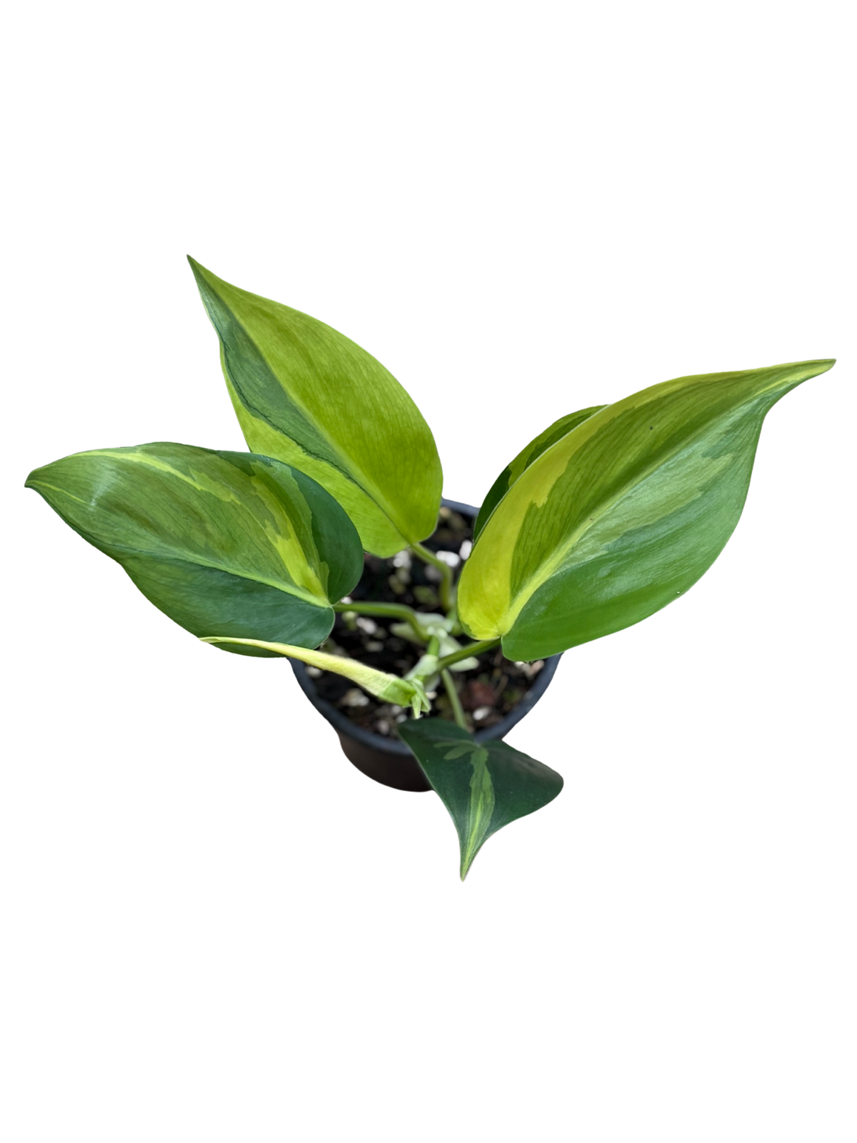 Philodendron_Brasil_plant_in_10_cm_pot