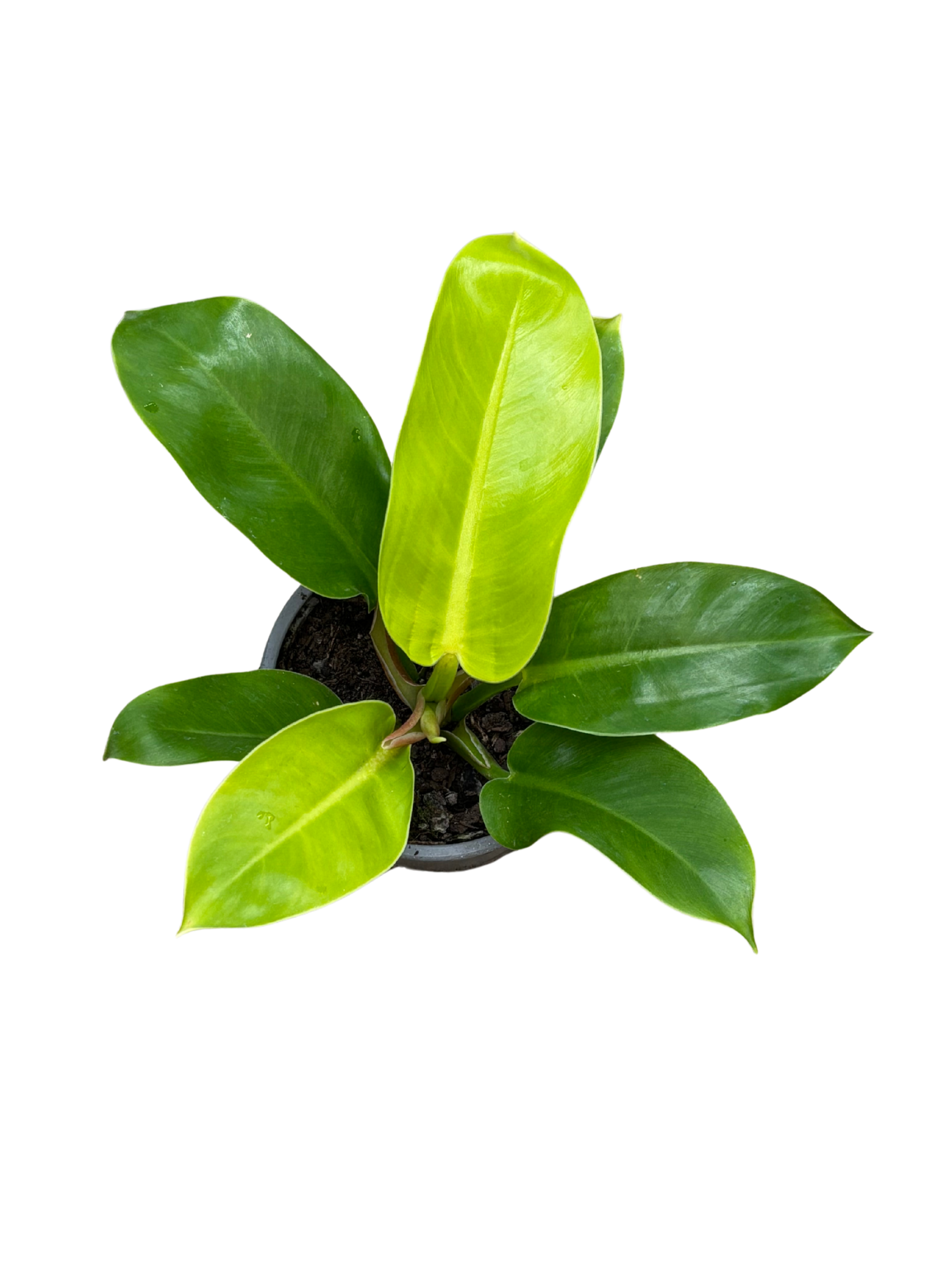 philodendron imperial green nz Philodendron 'Imperial Green' plant in 12cm pot – Rasmussen Gardens