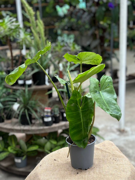 Philodendron ‘Paraiso Verde’ in 12 cm pot