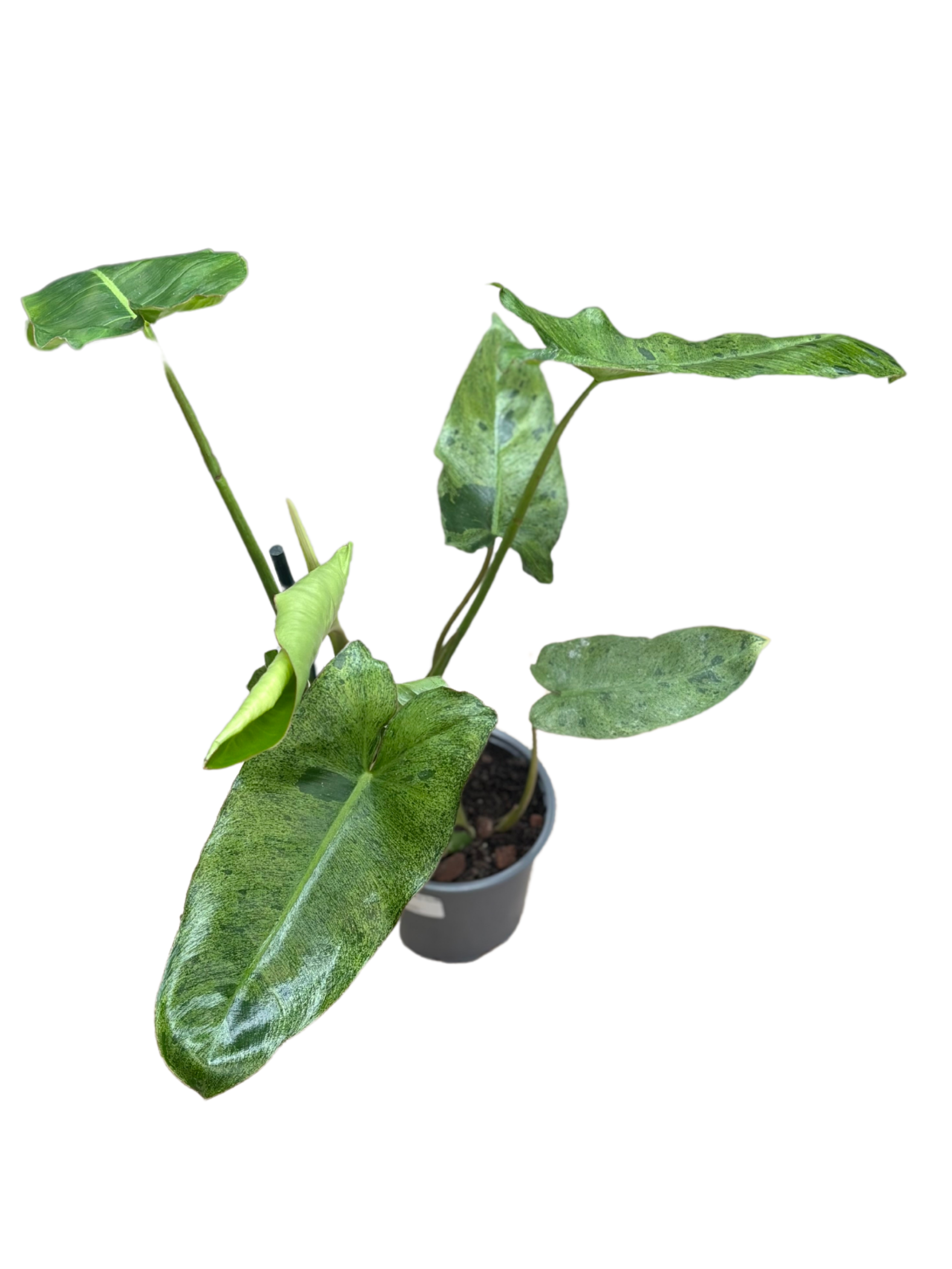 Philodendron ‘Paraiso Verde’ in 12 cm pot