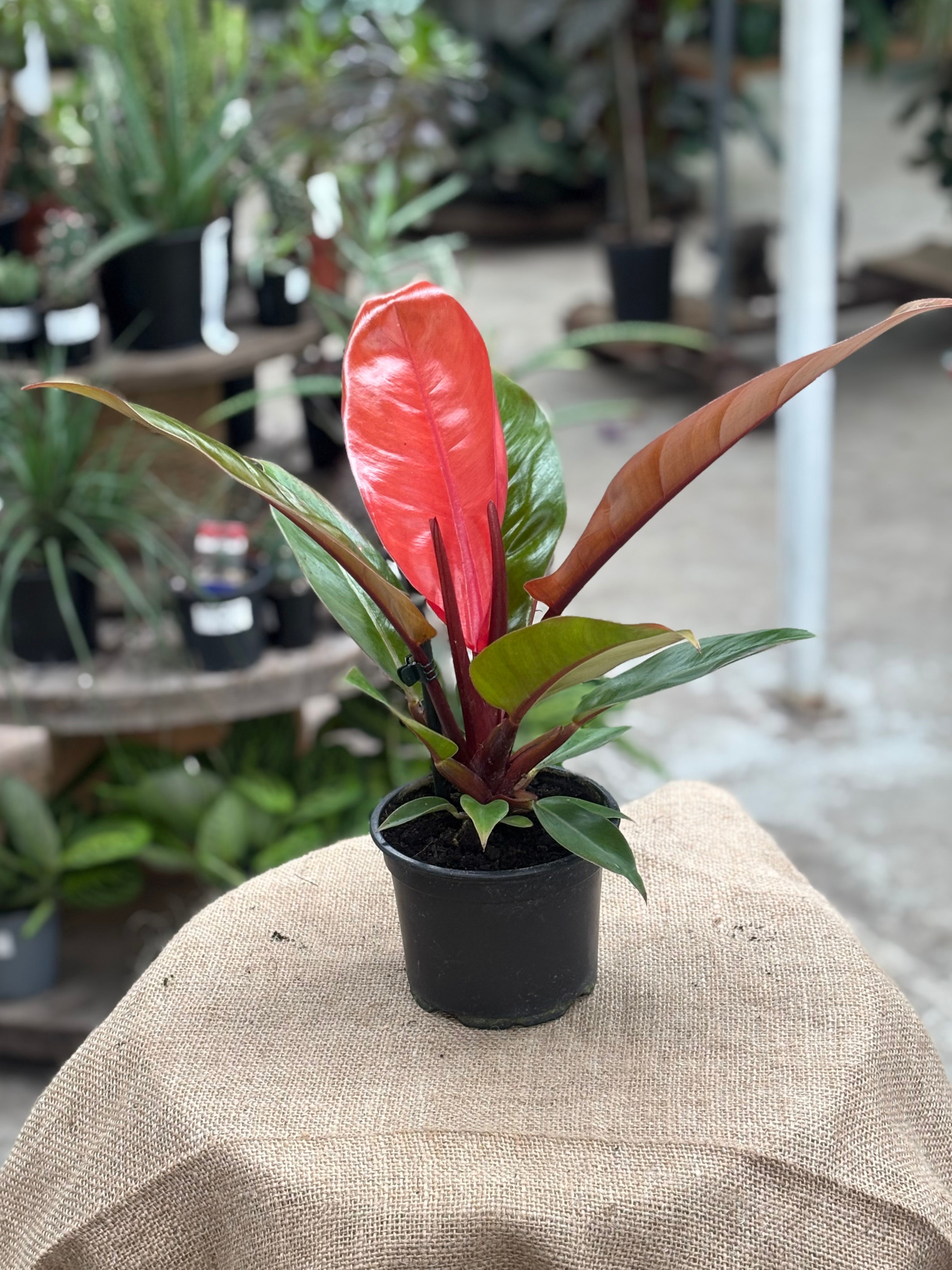 Philodendron ‘Prince of Orange’ in 12 cm pot