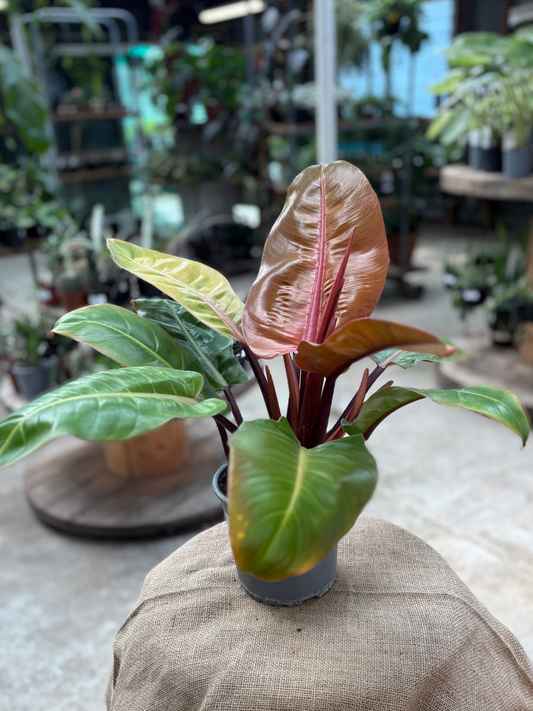 Philodendron_Prince_of_Orange_15cm