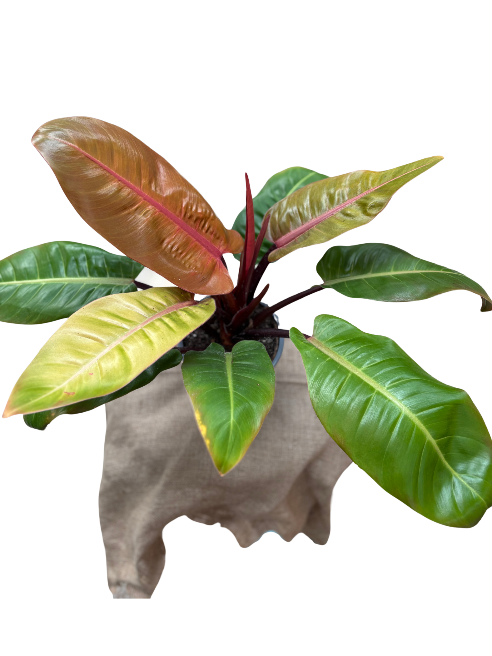 Philodendron_Prince_of_Orange_15cm