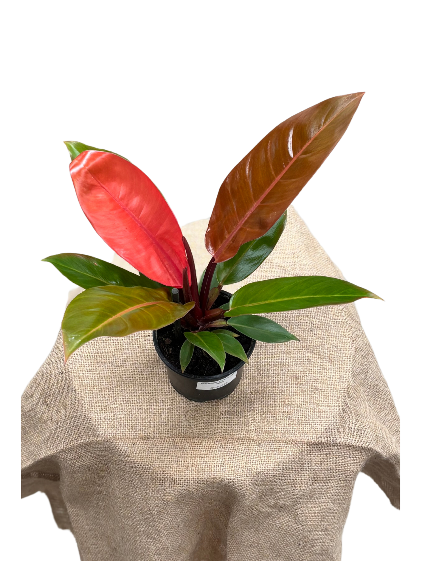 Philodendron ‘Prince of Orange’ in 12 cm pot