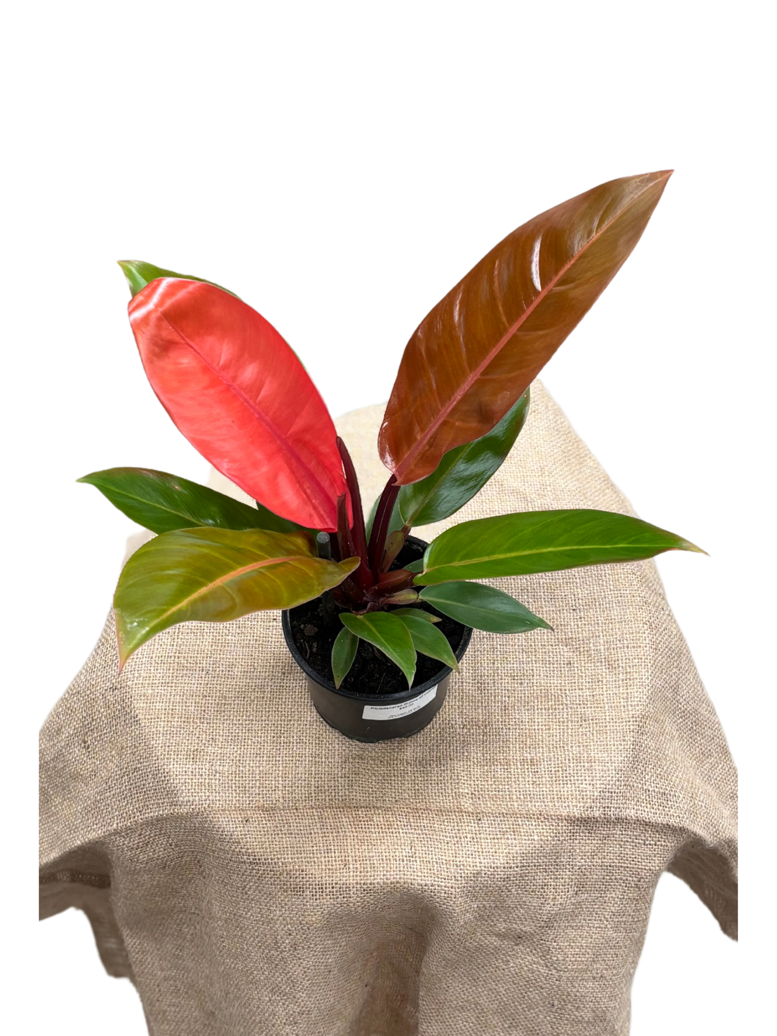 Philodendron ‘Prince of Orange’ in 12 cm pot