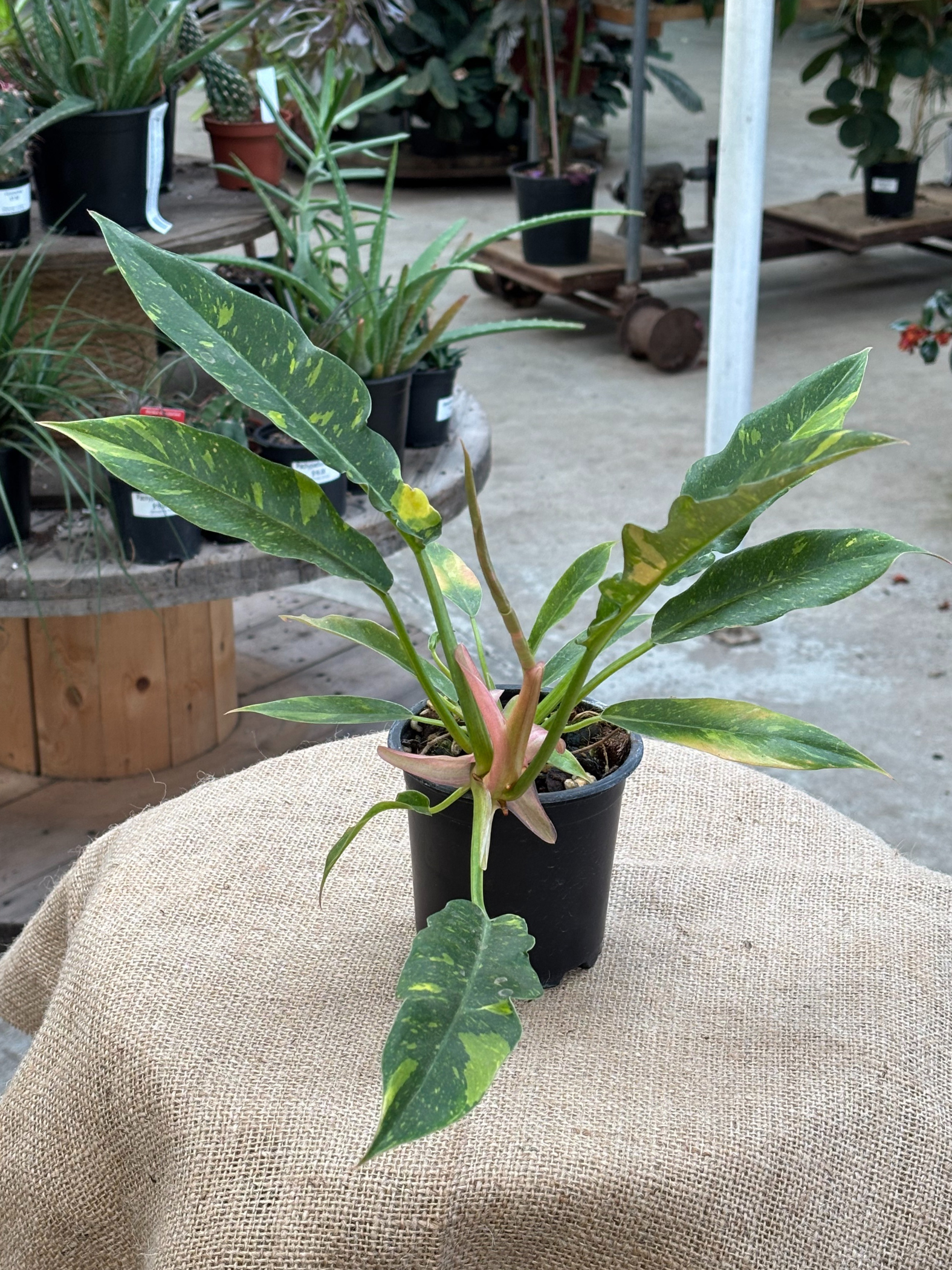 10 philodendron Philodendron 'Ring of Fire' in 10 cm pot – Rasmussen Gardens