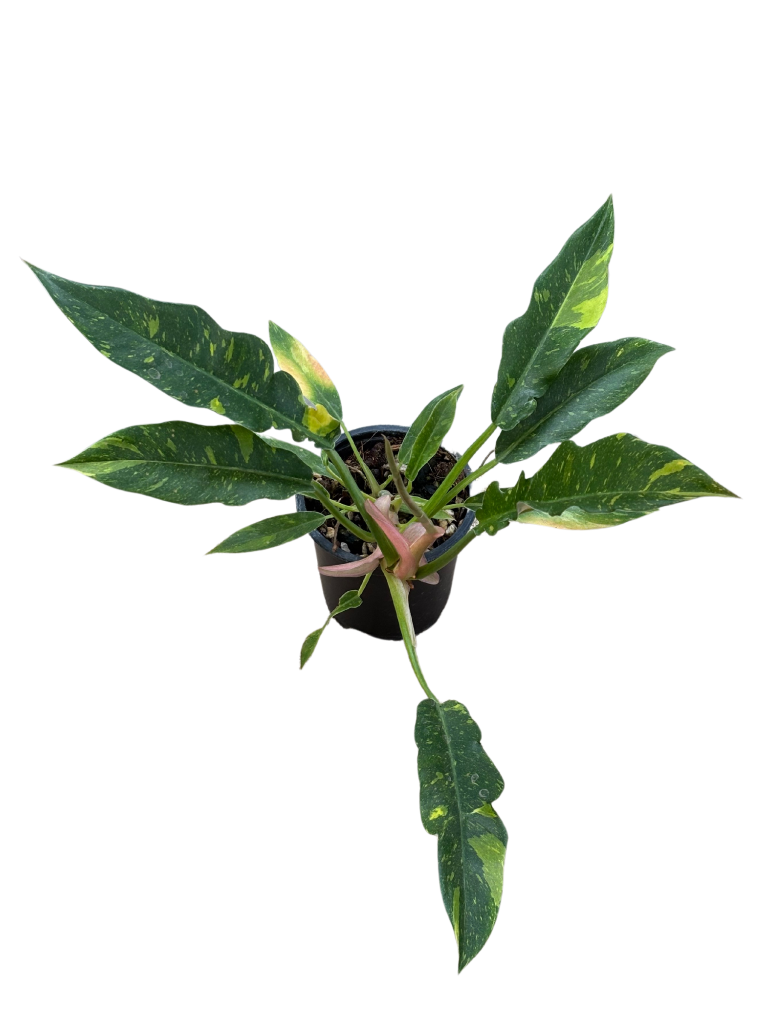 Philodendron ‘Ring of Fire’ in XX cm pot
