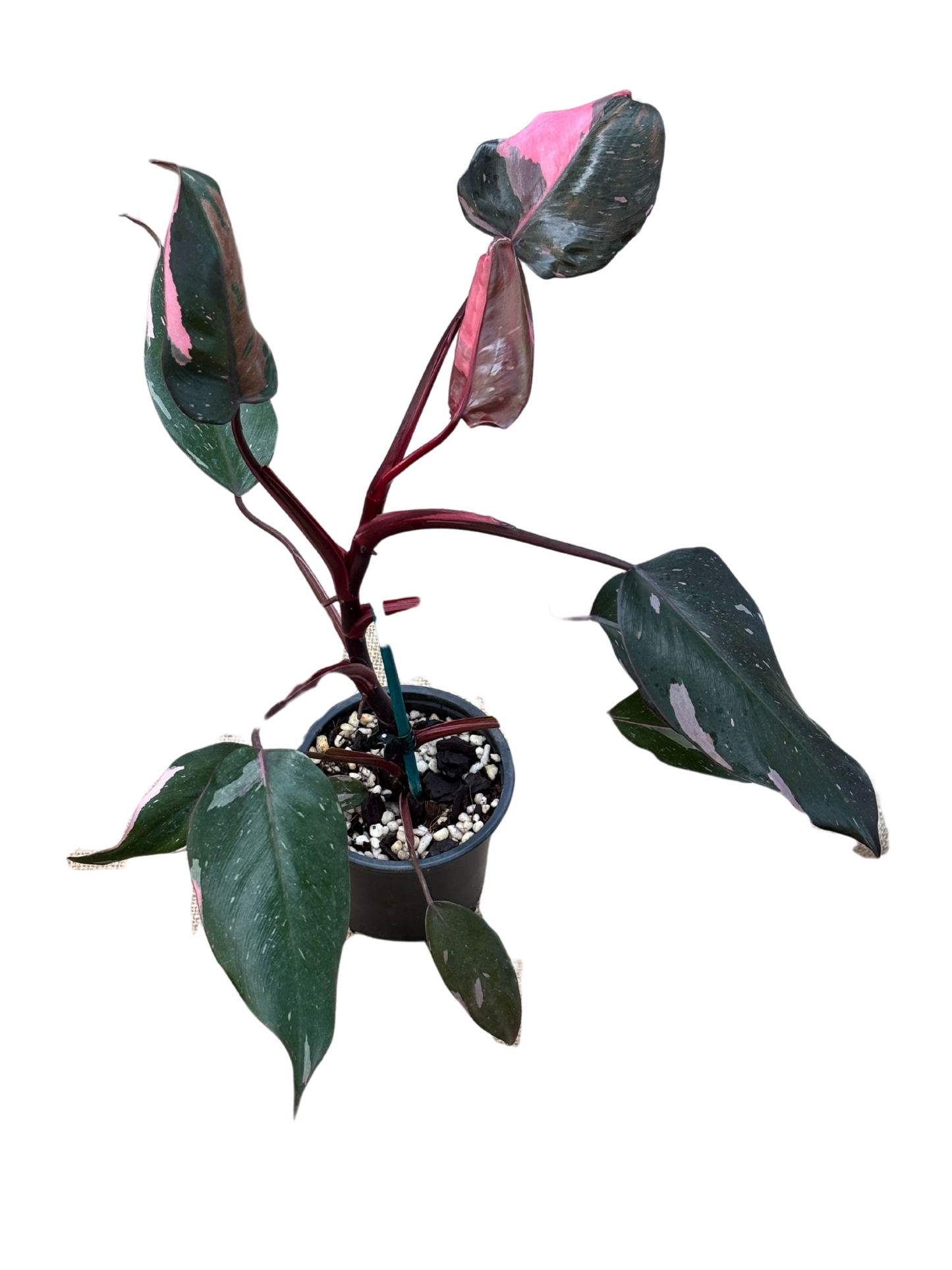 Philodendron 'Pink Princess' in XX cm pot