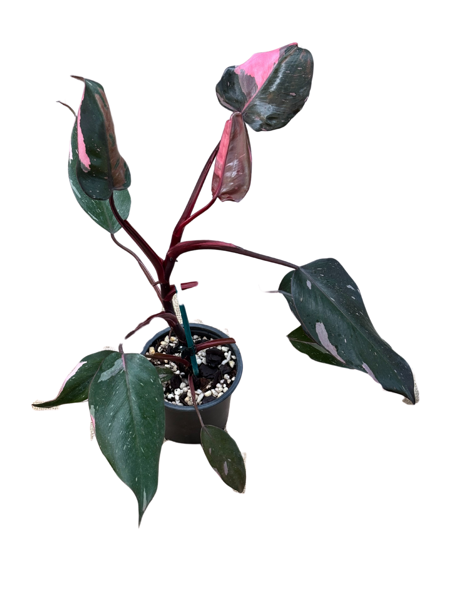 Philodendron 'Pink Princess' in XX cm pot