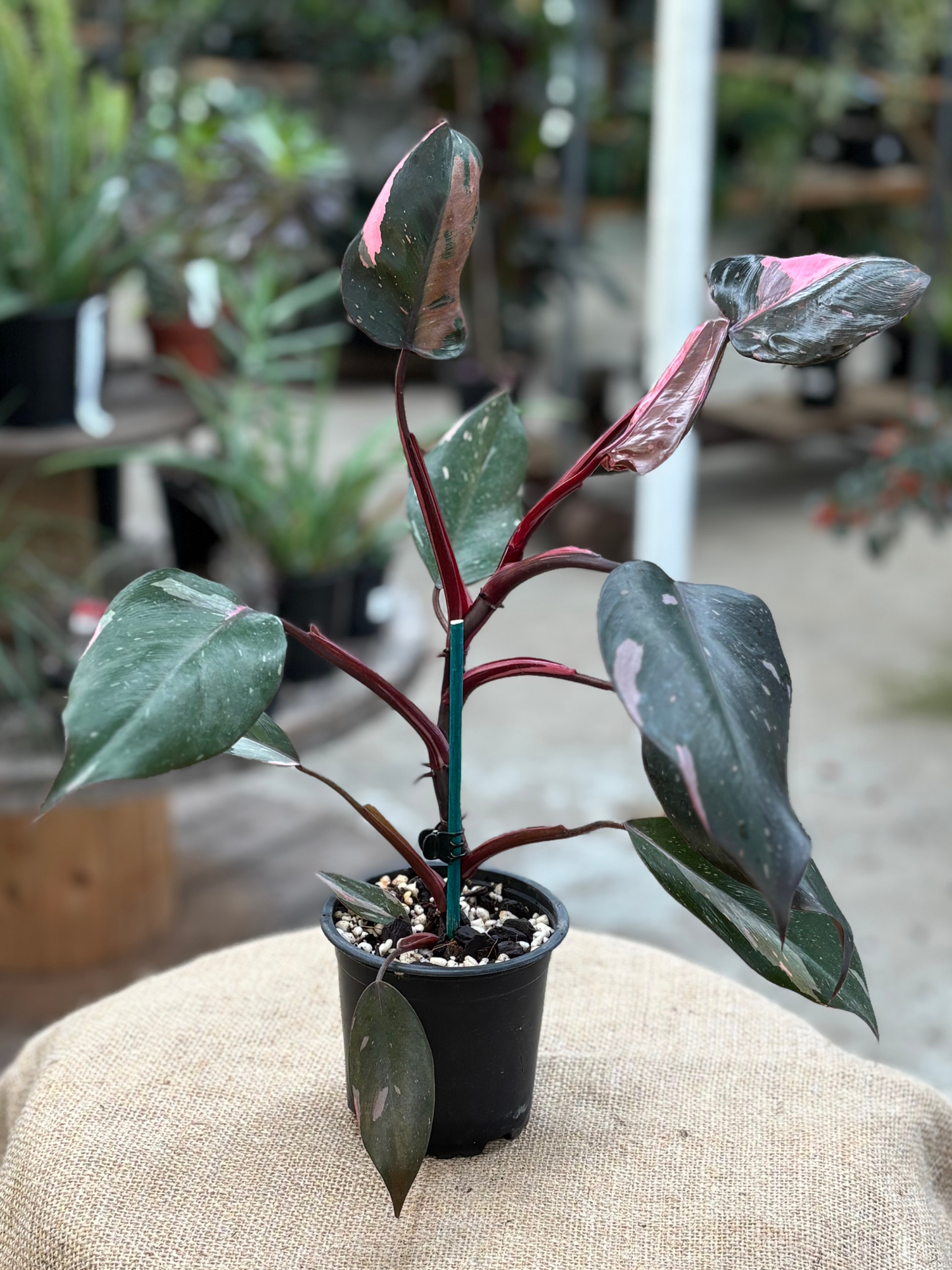Philodendron 'Pink Princess' in XX cm pot