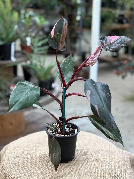 Philodendron 'Pink Princess' in XX cm pot