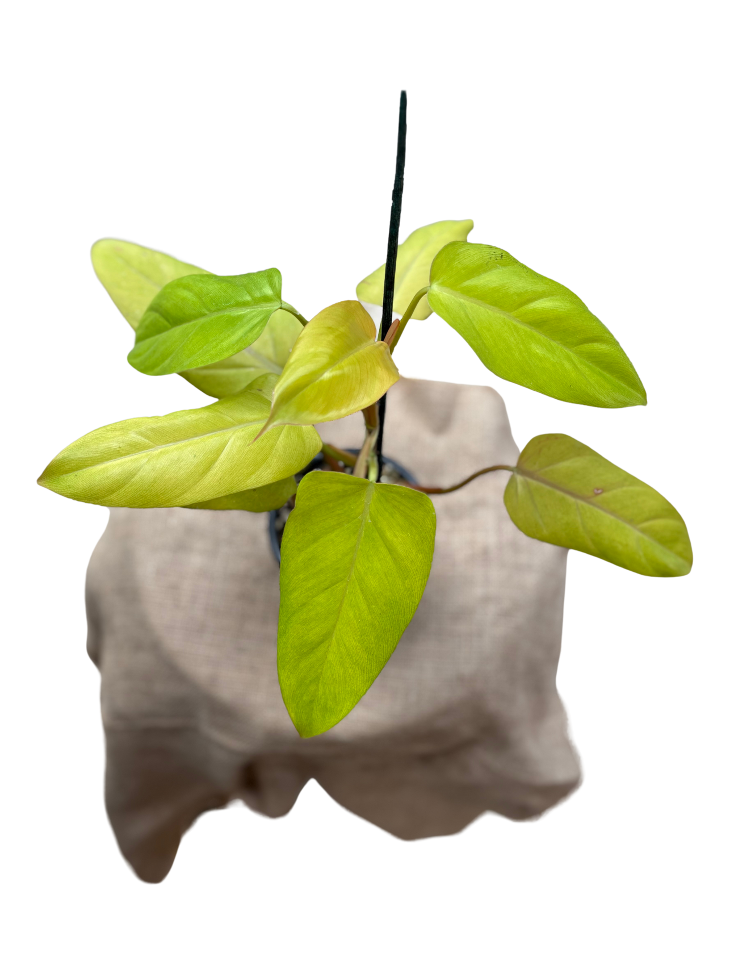 Philodendron_Rose_Gold_plant_in_13cm_pot