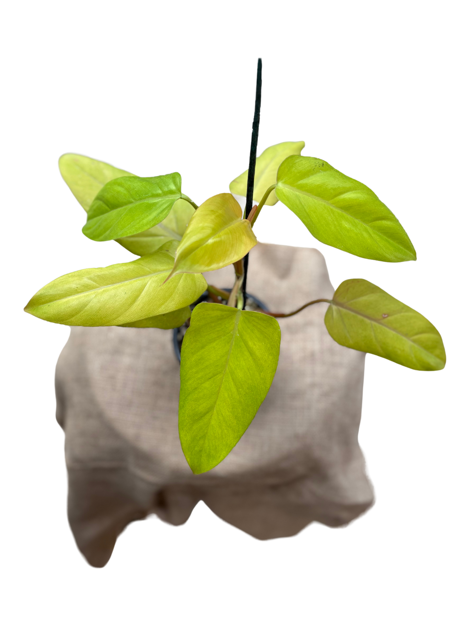 Philodendron_Rose_Gold_plant_in_13cm_pot