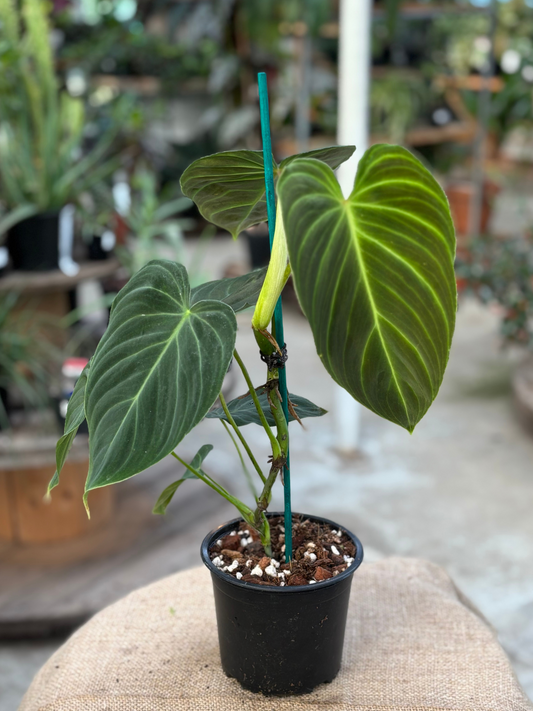 Philodendron ‘Splendid’ in 12 cm pot