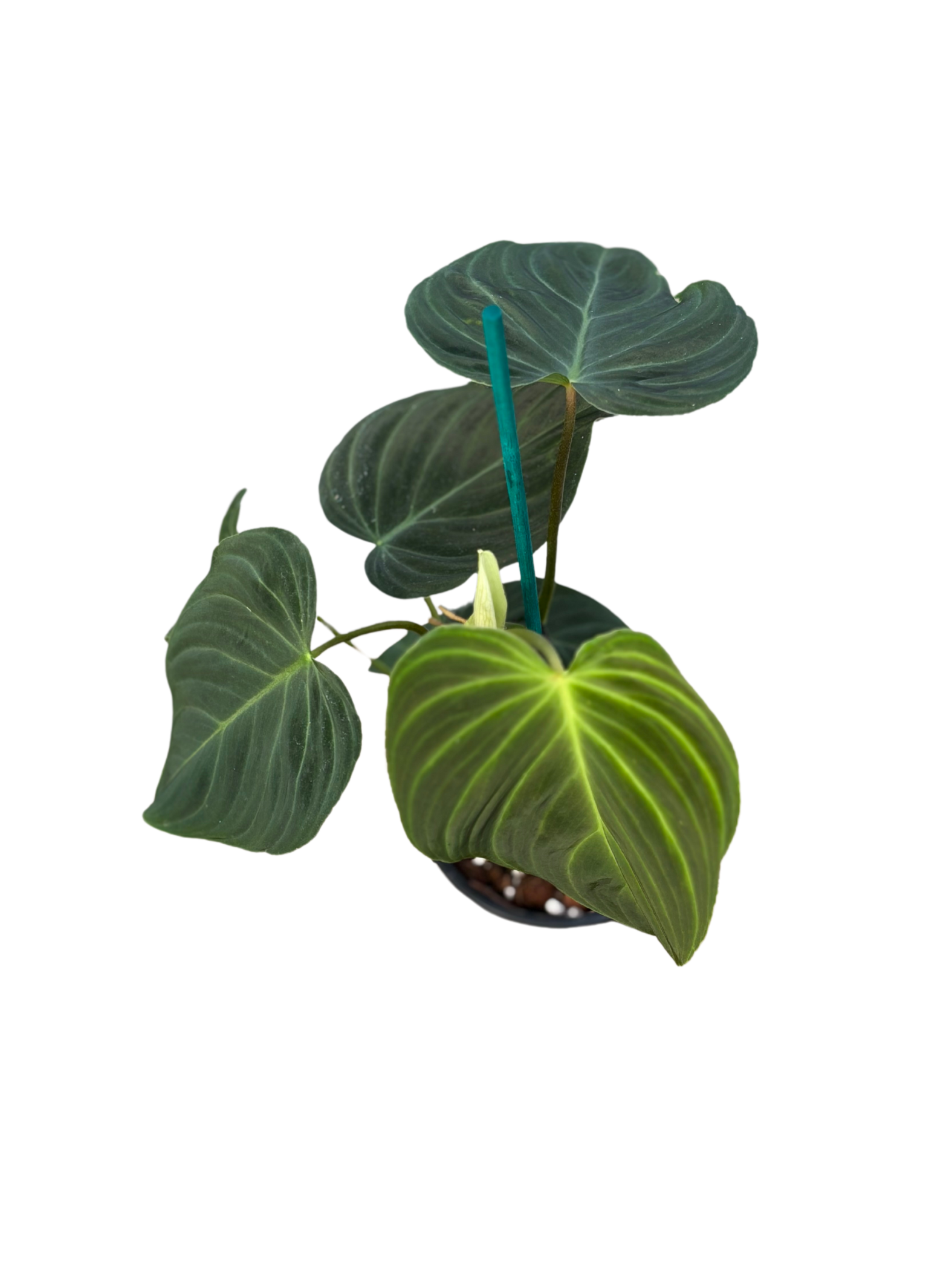 Philodendron ‘Splendid’ in 12 cm pot