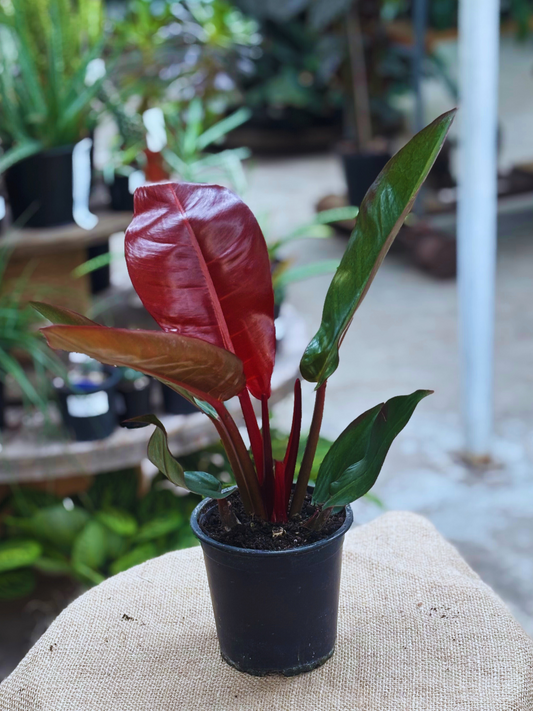 Philodendron ‘Sun Red’ in 12 cm pot