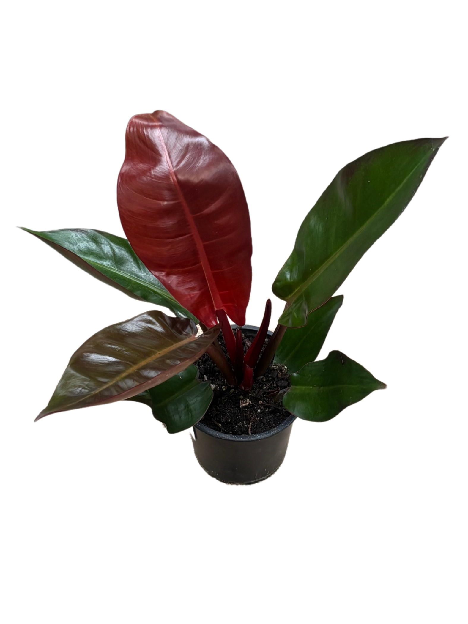 Philodendron ‘Sun Red’ in 12 cm pot