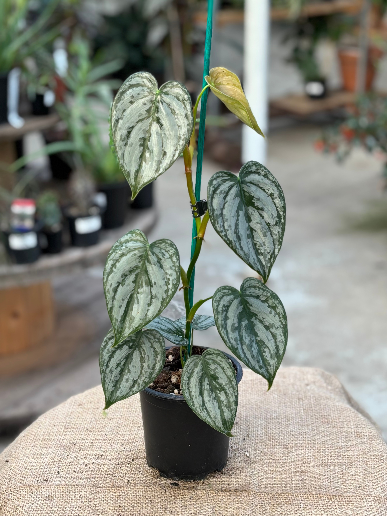 Philodendron brandtianum in 10 cm pot