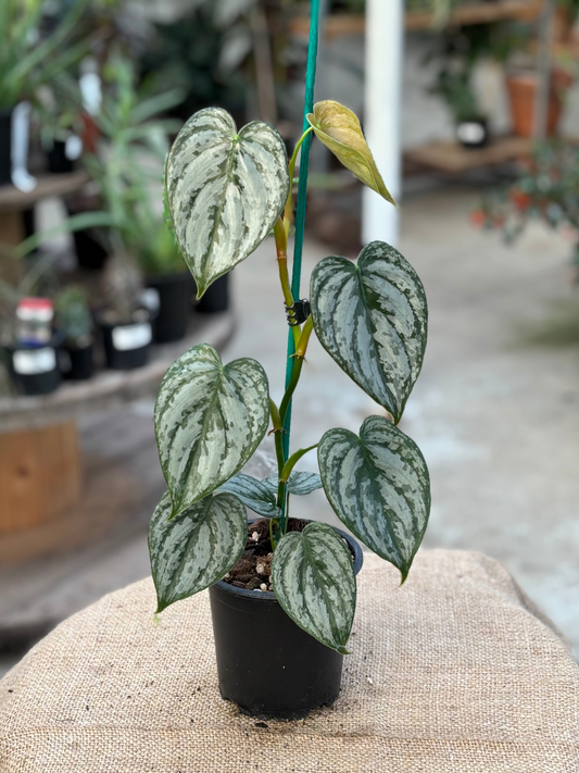 Philodendron brandtianum in 10 cm pot