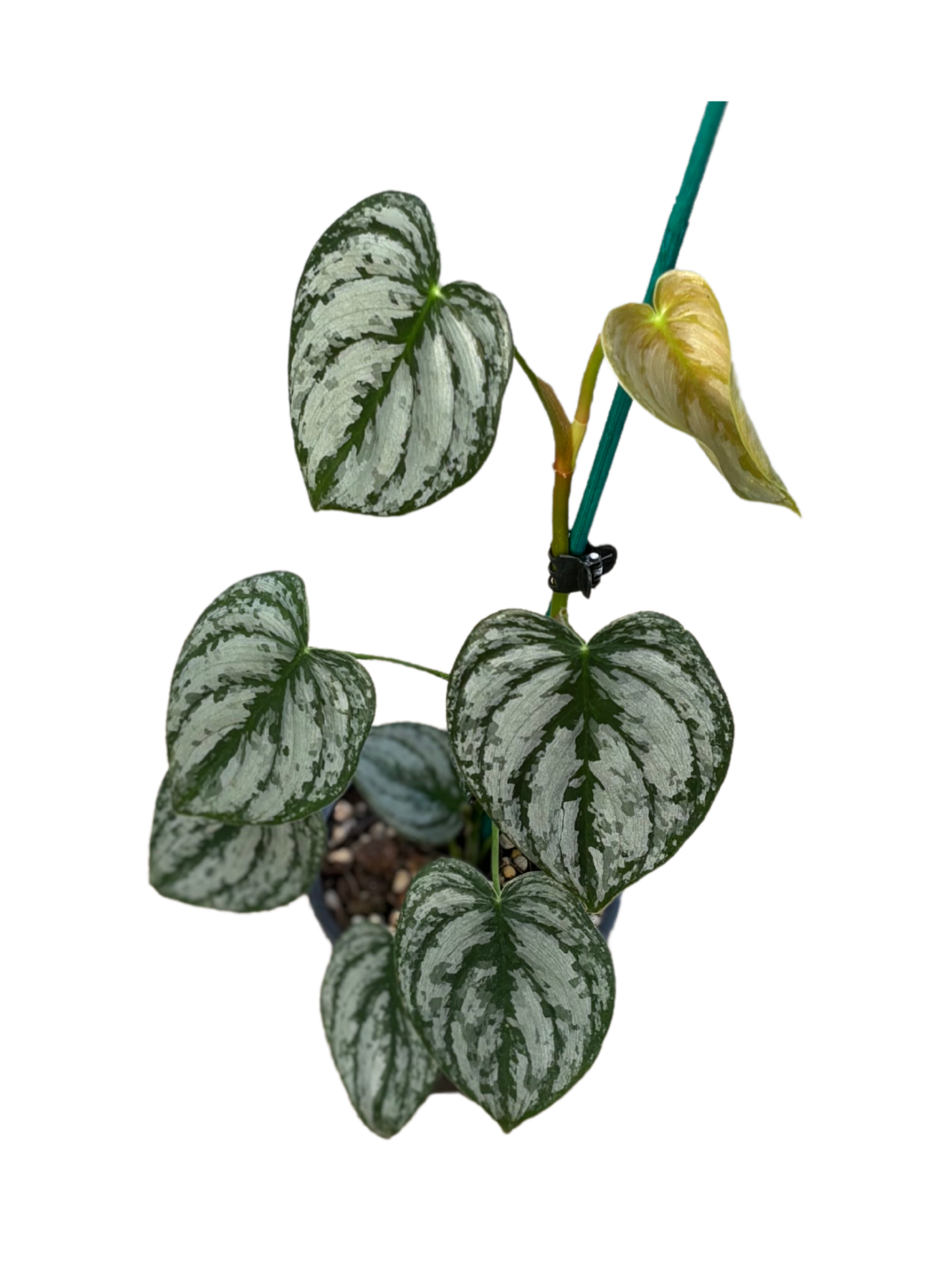 Philodendron brandtianum in 10 cm pot