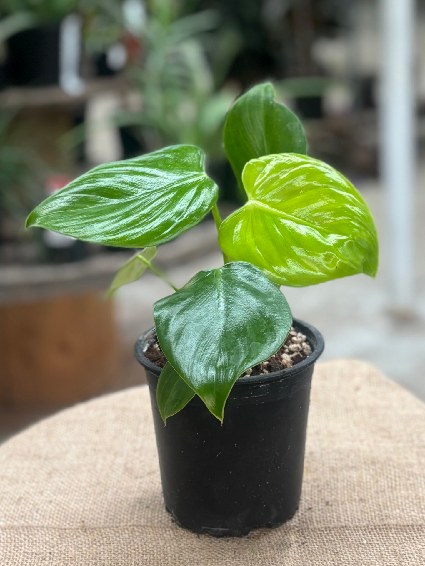 Philodendron eximium 'Pittieri' plant in 12 cm pot