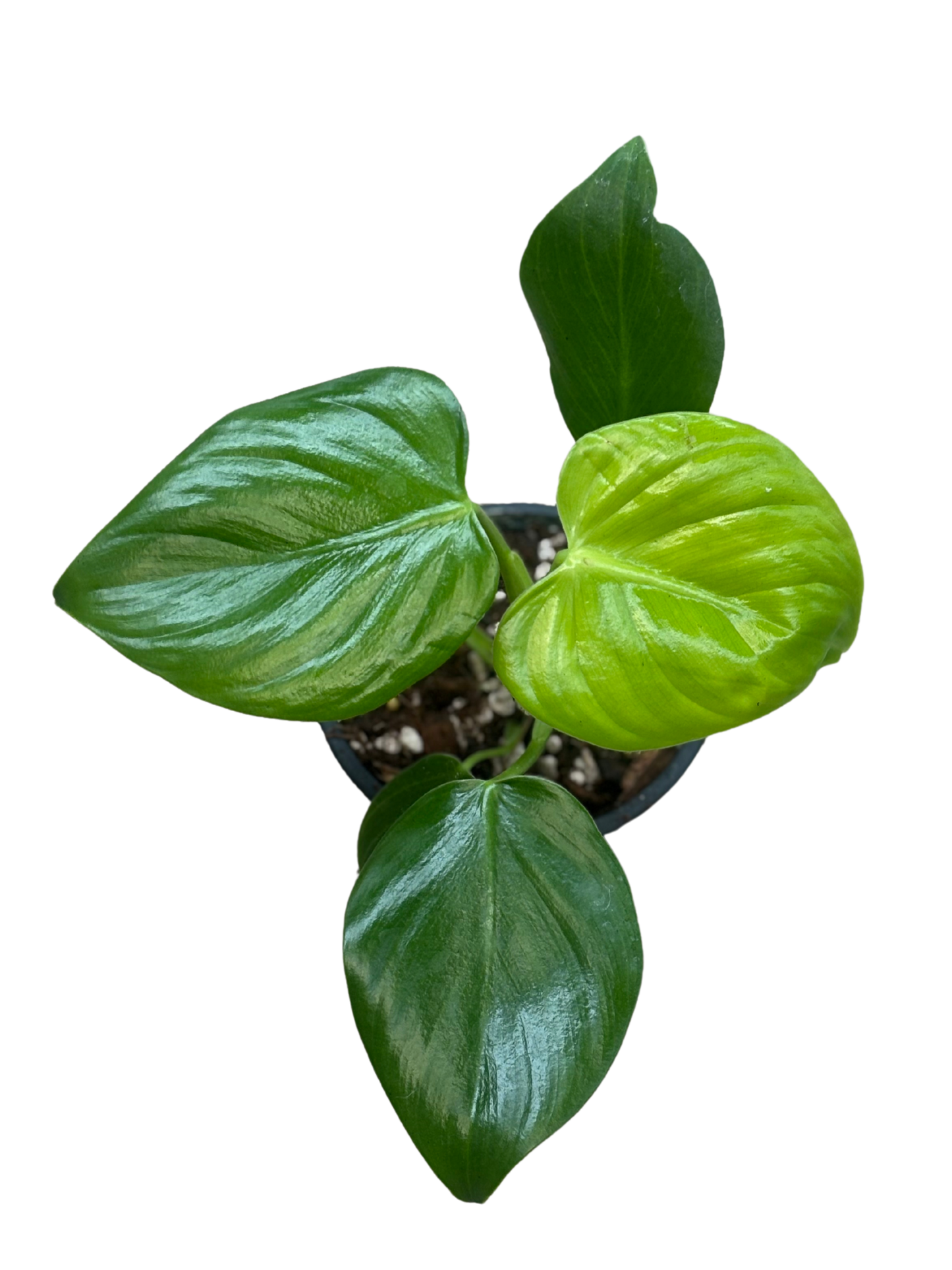 Philodendron eximium 'Pittieri' plant in 12 cm pot