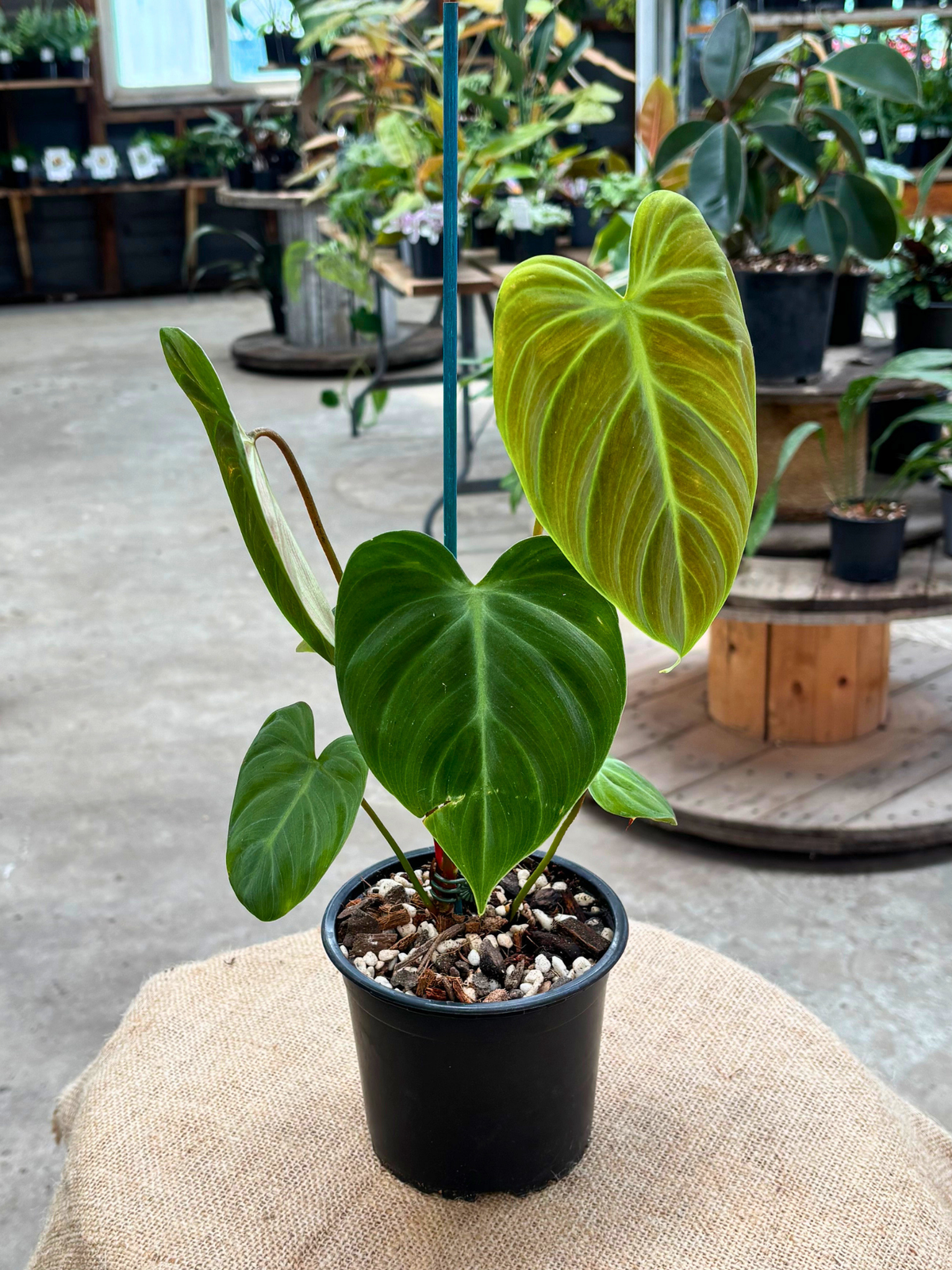 Philodendron_rubrijuvenile_El_Choco_Red_in_12_cm_pot