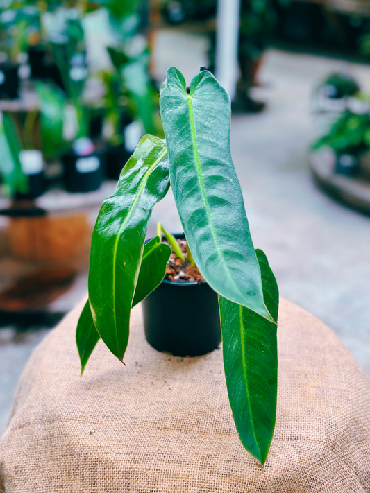 Philodendron_spiritus-sancti_plant_in_13cm_pot