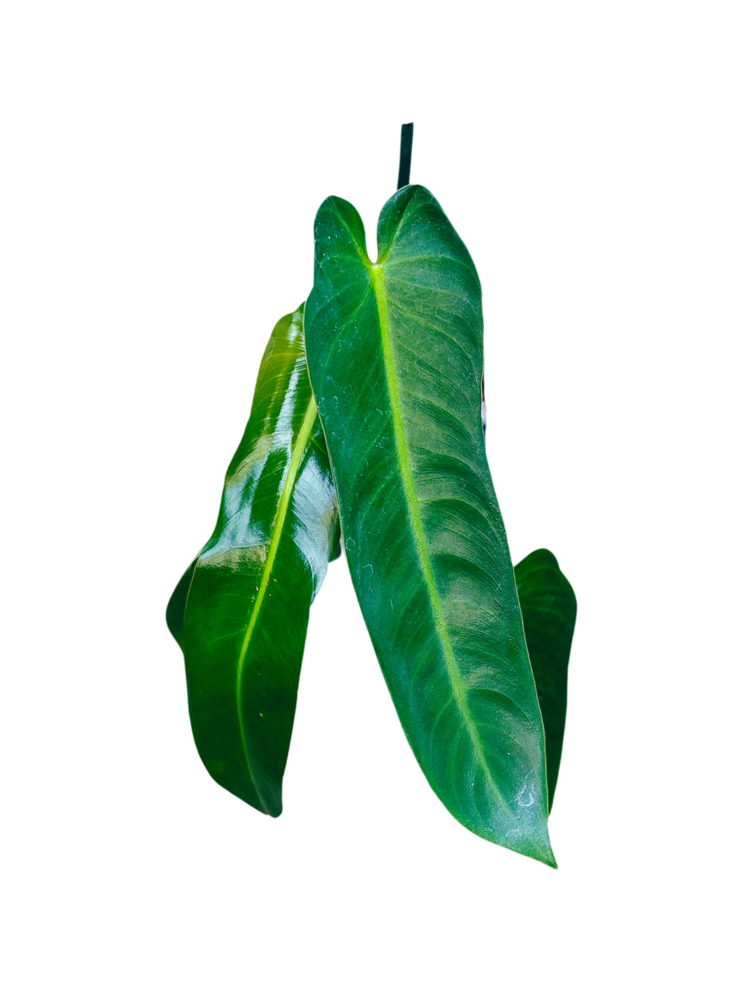 Philodendron_spiritus-sancti_plant_in_13cm_pot
