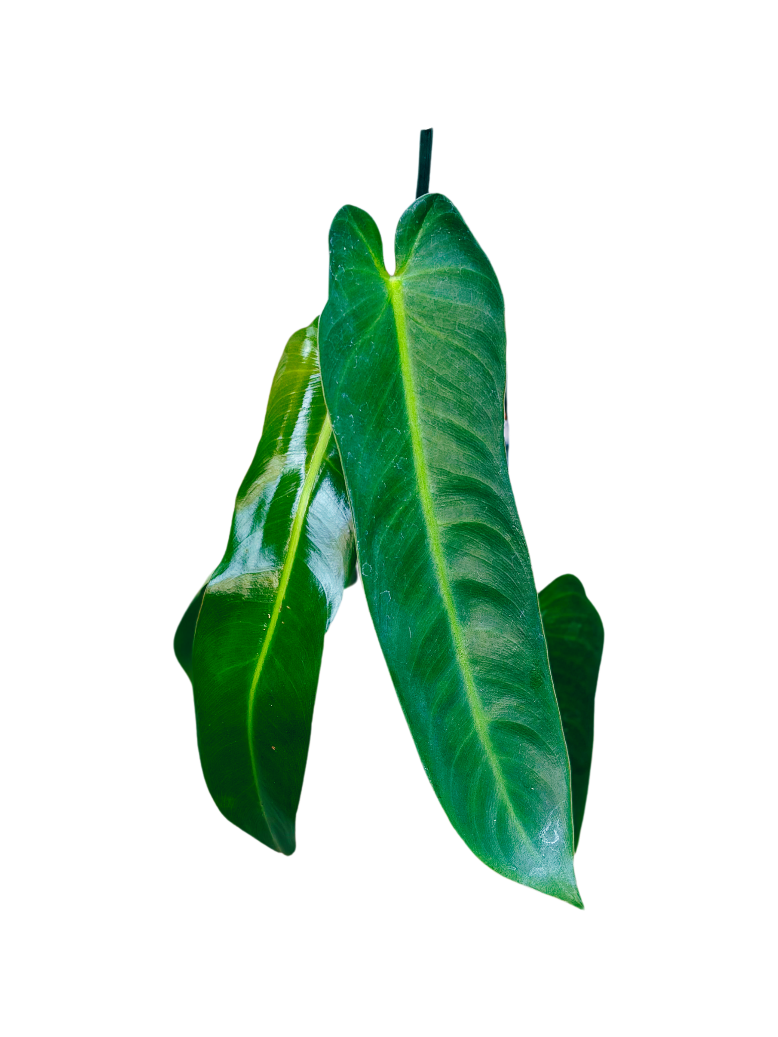 Philodendron_spiritus-sancti_plant_in_13cm_pot