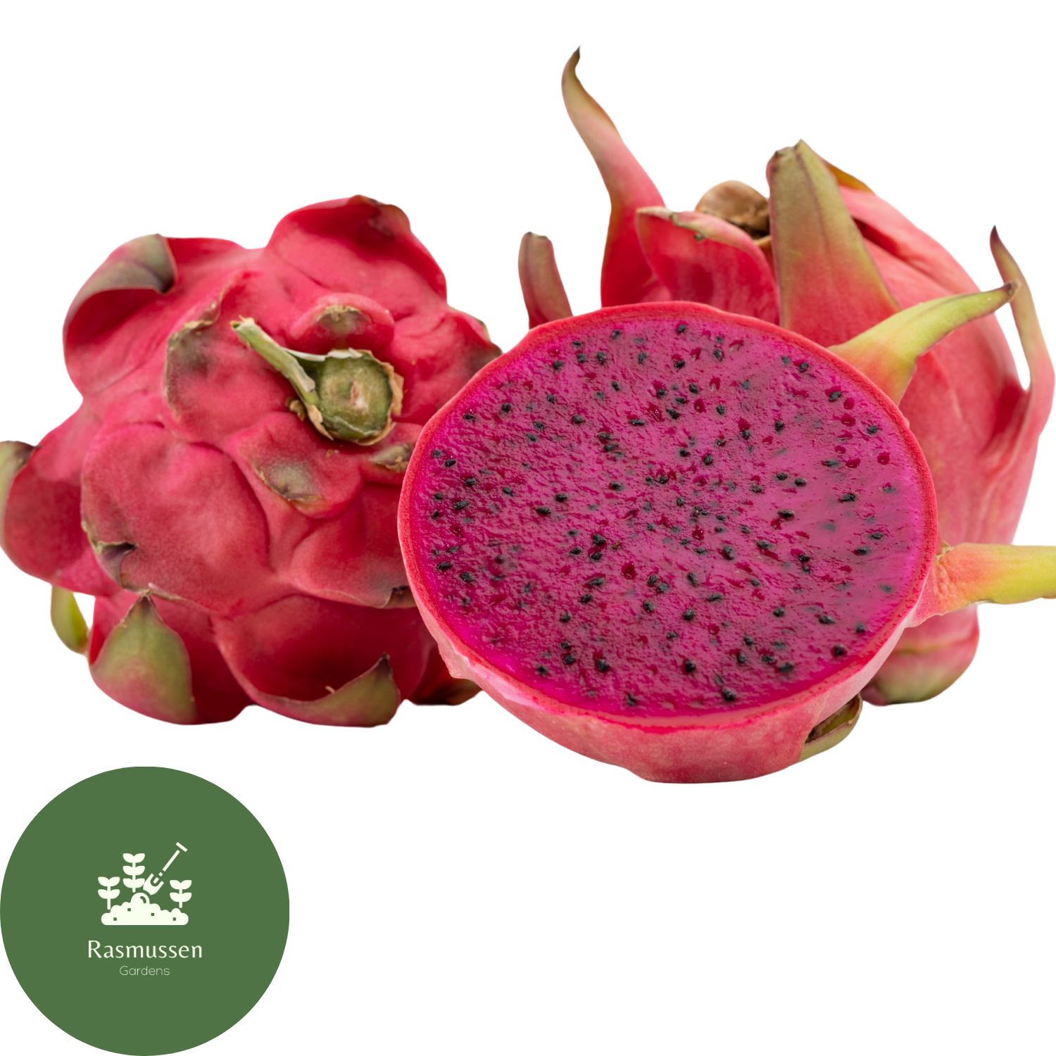 Red Dragon Fruit (rooted in pot) - Rasmussen Gardens