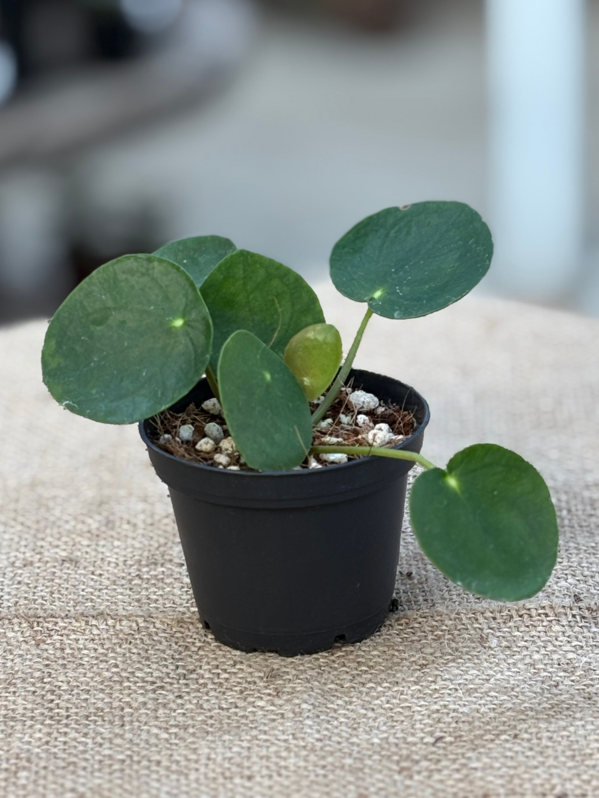 Pilea peperomioides in 7 cm Pot – Rasmussen Gardens