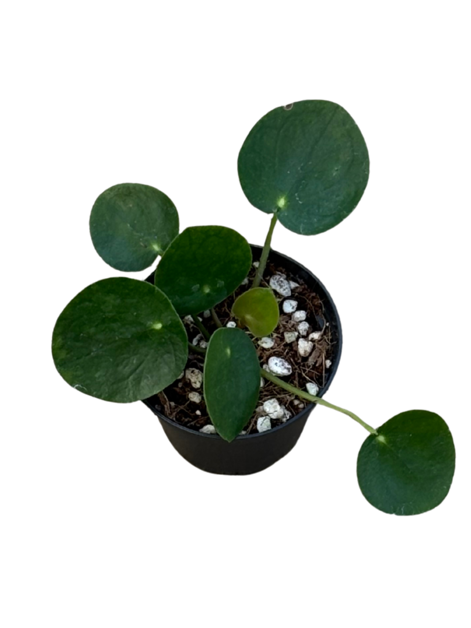 Pilea_peperomioides_in_7_cm_Pot