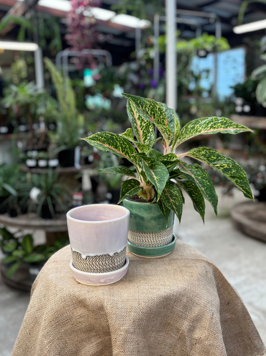 Planter with saucer