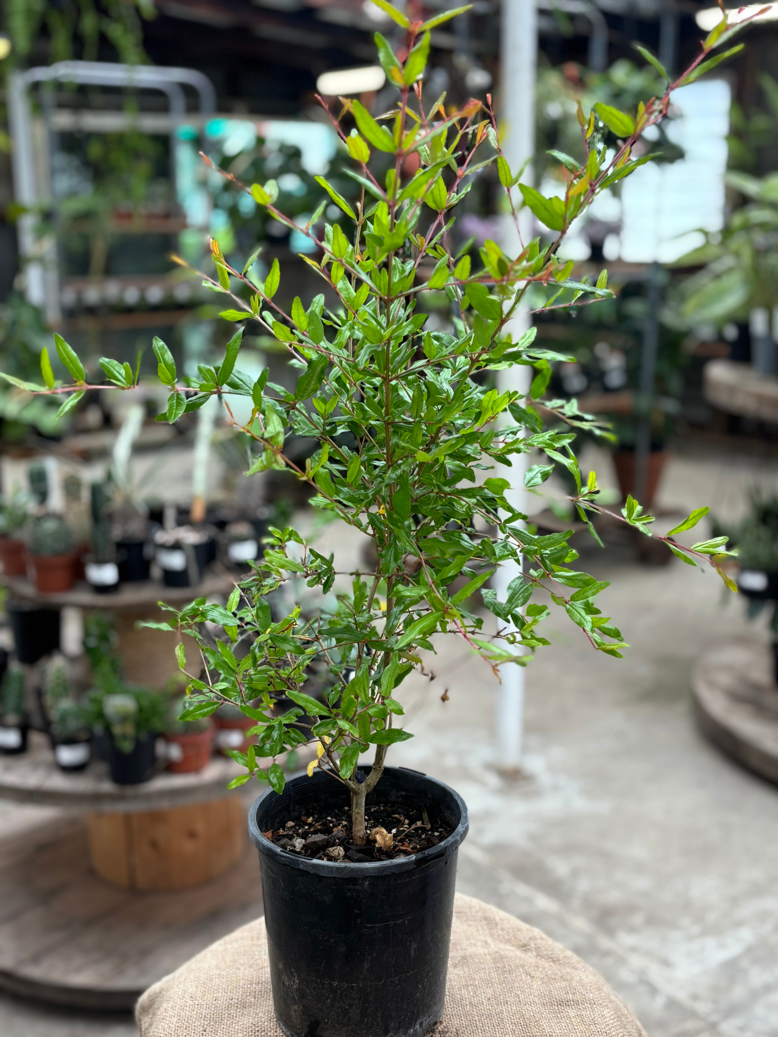 Pomegranate__Wonderful_in_15cm_pot