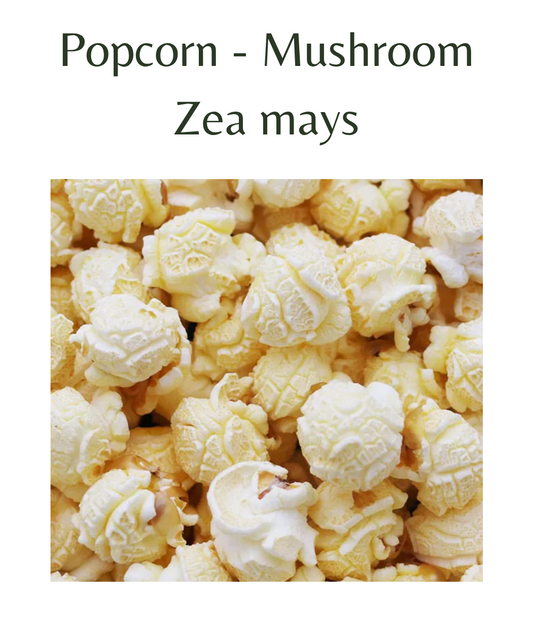 Popcorn_-_Mushroom_75_seeds