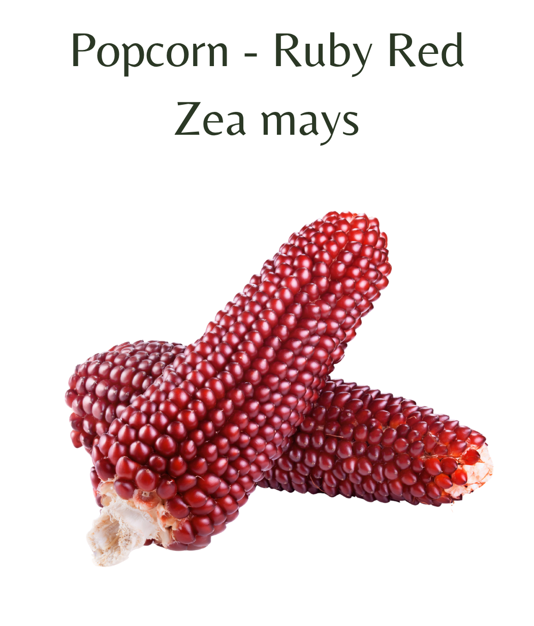 Popcorn_-_Ruby_Red_75_seeds