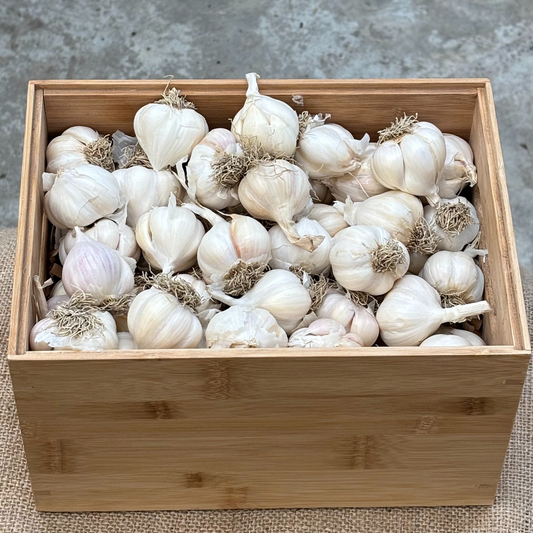 Printanor Garlic 1